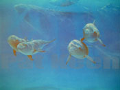 dolphins and humbacks