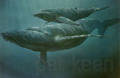 humback and calf