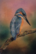 Kingfisher