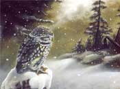Little Owl