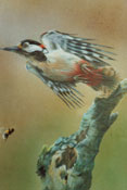 Spotted woodpecker
