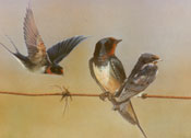 Swallows