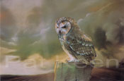 Tawny Owl