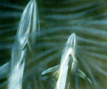 Blue whale and calf