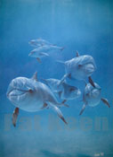 Bottle nose dolphins