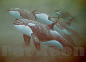 Orca family group
